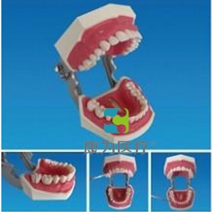 “康为医疗”牙周探查实习模型