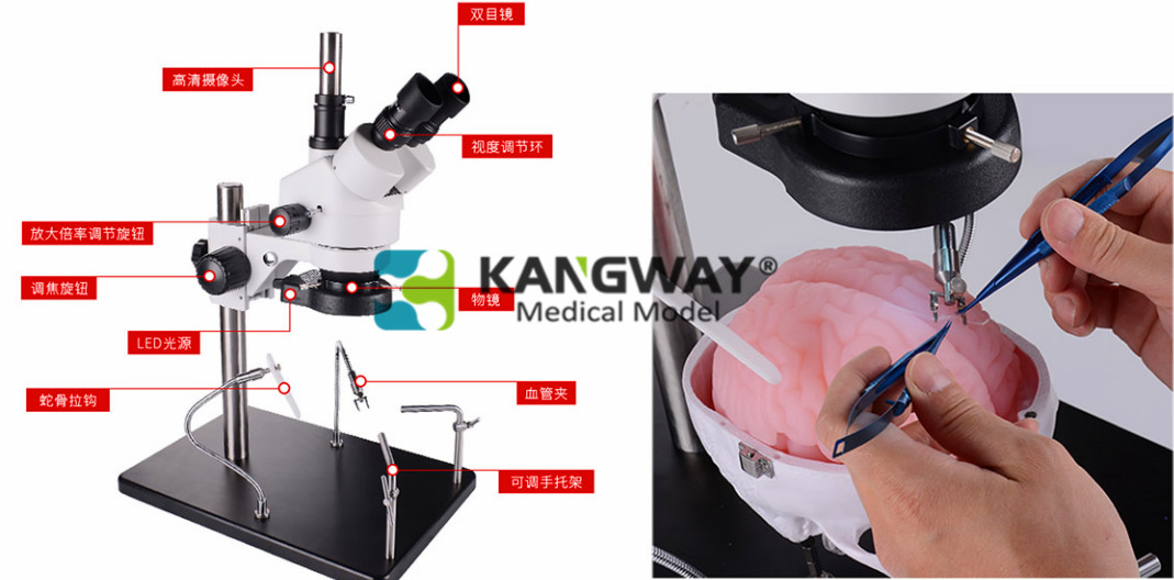 颅内神经外科手术介入模拟器